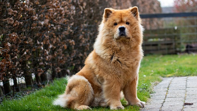 Pourquoi il ne faut pas tondre entièrement un chow-chow ?