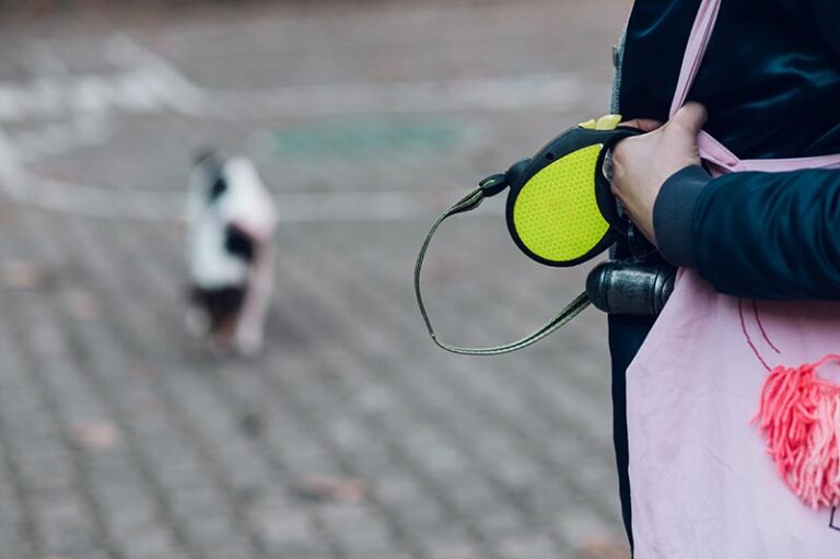 laisse enrouleuse avec un chien