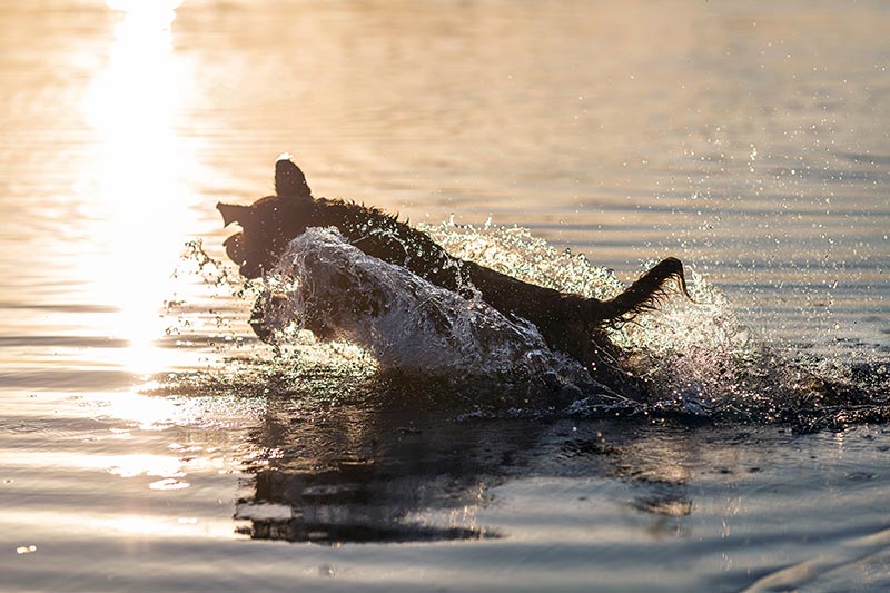 chien jouant dans l'eau