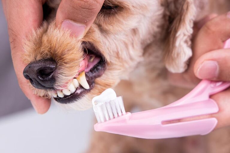 L’hygiène dentaire des chiens