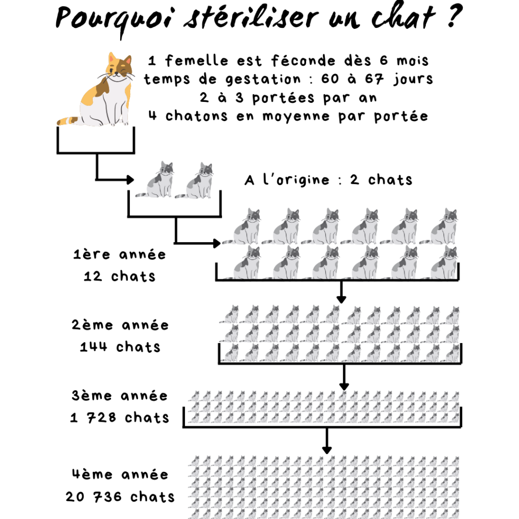 pourquoi stériliser un chat ?