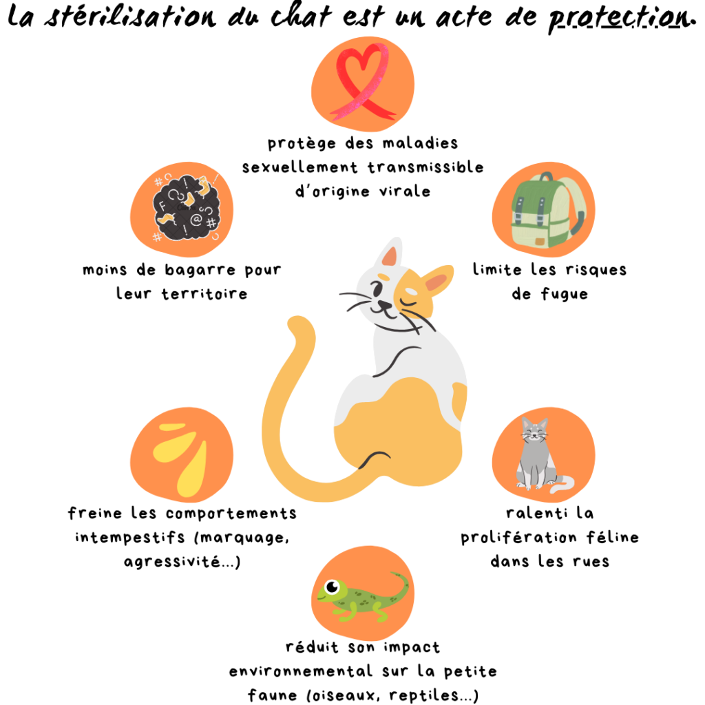 La stérilisation du chat est un acte de protection.